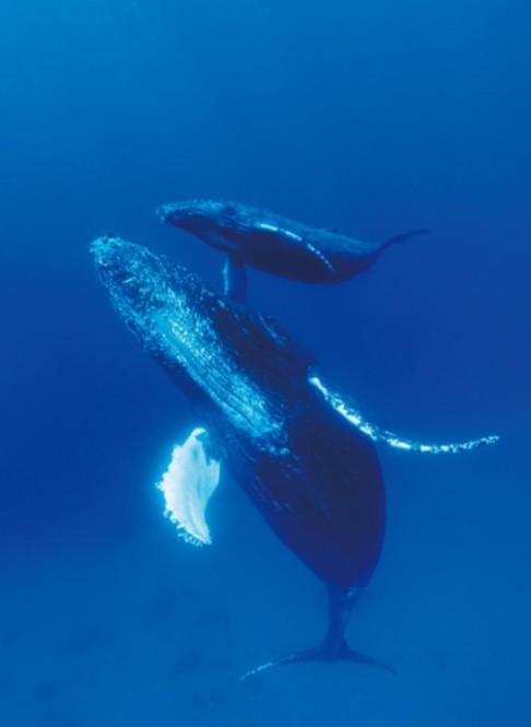 小笠原にやってくるザトウクジラの話も