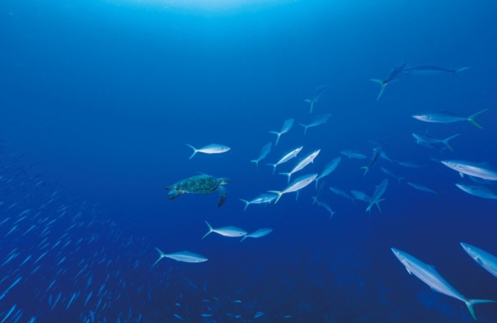 島の暮らしのすぐ先にある、アオウミガメや魚たちの暮らし

