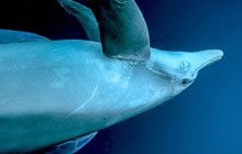 〈新連載〉ドルフィンガイド潤さんのイルカ見聞録 ４ 「イルカと泳ぐ」を考える旅