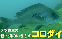 【連載】新・海のいきもの 第11回〜コロダイ