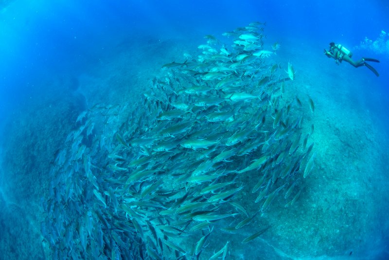 海の中は感動シーンの連続！
Photo by Marine Photo Library