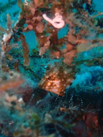 小さくてキュートなアオサハギの幼魚

