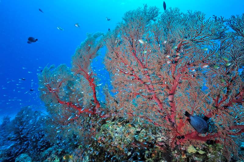 日本が誇る竜宮の海、沖縄
Photo by Marine Photo Library