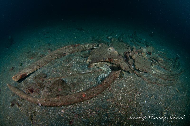 3年前より公開されている旧ザトウクジラの骨
