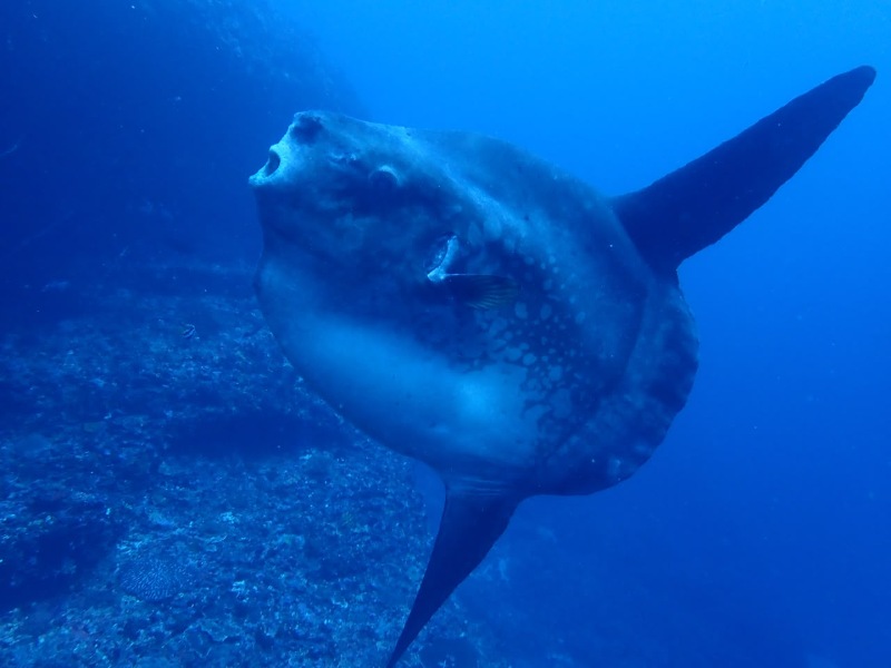 インドネシア・バリ島でマンボウ大当たり中！