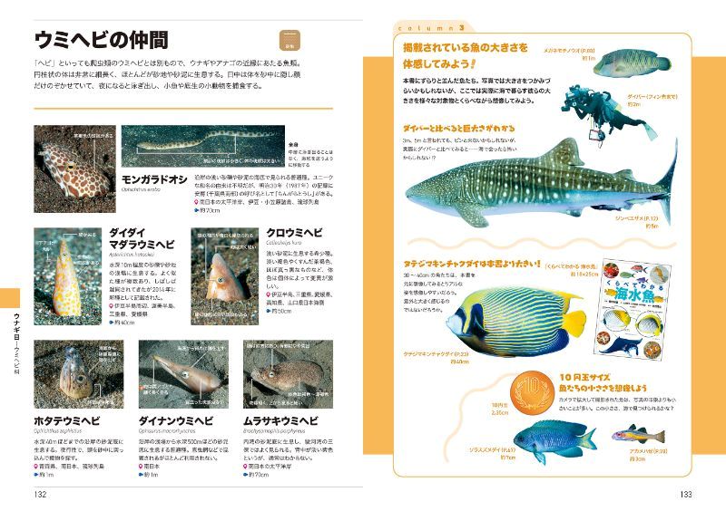 ダイバーと魚の大きさ比較などのコラムページも掲載。楽しみながら、魚に詳しくなれる