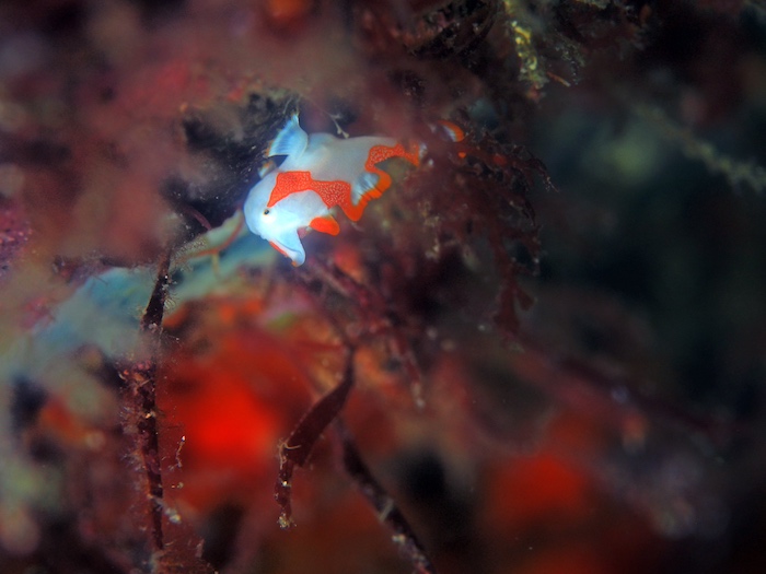 クマドリカエルアンコウの幼魚

