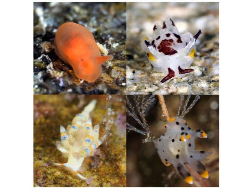 左上から時計まわりに、オカダウミウシ、ツガルウミウシ、極小のツノザヤウミウシ、インディアンミノウミウシ