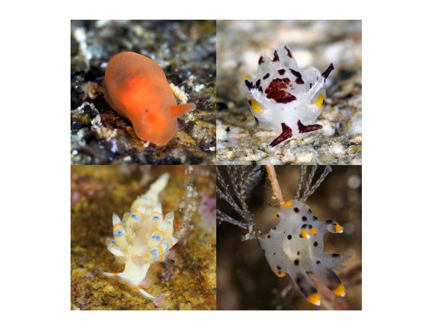 熊本・天草はウミウシ天国！　ウミウシのプロと潜れるイベントも実施中！