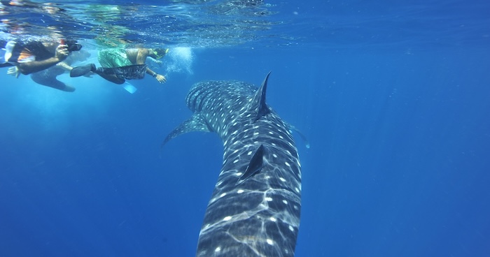 海での出会いは感動的！　Photo by Marine Photo Library