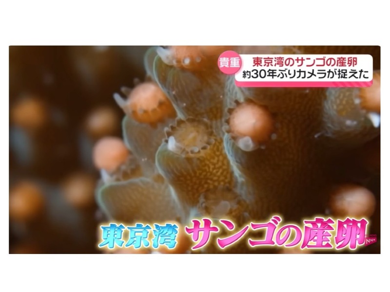 千葉・勝山で撮影の「東京湾のサンゴの産卵」が2026年の映像技術賞特別賞を受賞！