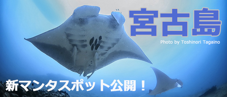 宮古島の新マンタスポット